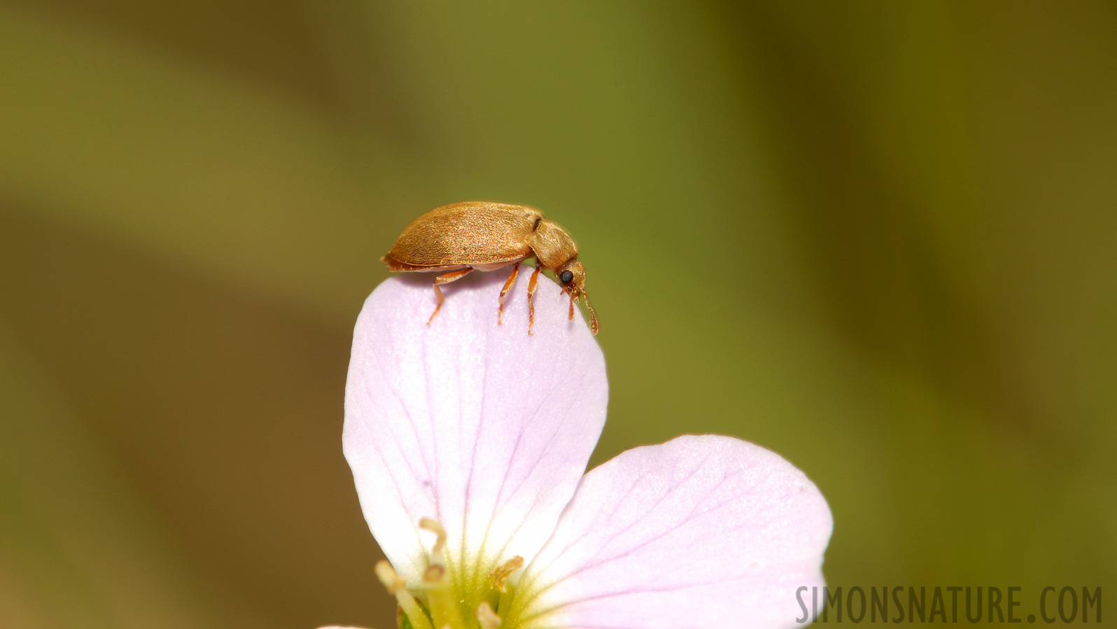 Byturus tomentosus [105 mm, 1/60 Sek. bei f / 18, ISO 200]